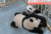 双子パンダ　あんよが上手に！じゃれあう姿も公開(2021年10月19日)