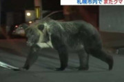 【画像】札幌の住宅街に出没したヒグマ、怖すぎる