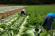 【画像】野菜、安すぎる　百姓が絶滅するぞおい