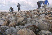 【謎】海岸を埋め尽くすほど大量のホッキ貝が流れ着く