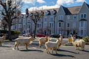 【朗報】イギリス、コロナのせいでヤギに街を乗っ取られるｗｗｗｗｗｗｗｗｗｗ