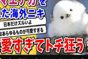 【悲報】日本の鳥『シマエナガ』白人様にバレるｗｗｗｗ