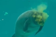 【動画】自分のうんぴを食べたアザラシさん、秒で逝くｗ