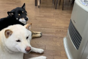 【悲報】イッヌ、ストーブ前を占拠