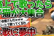 【2ch動物スレ】ストリートミュージシャンが歌ってたら何故か猫が集まってきて座って夢中に聴く←カワヨ天国ｗｗｗ
