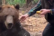 【動画】人間「ほら、食え」ヒグマ「えっビッグマックですか・・・？」