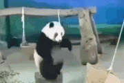 【衝撃】パンダの運動神経、ヤバすぎるｗｗｗｗｗｗｗ