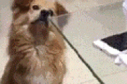 【GIF】やっぱ犬って人類の友だよな