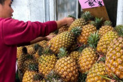 【朗報】中国「台湾、お前のとこからパイナップル買うの辞めるわｗ」 日本「ほな全部買うで！！！！！！」