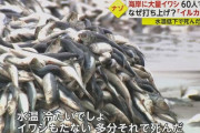 【衝撃画像】イワシの打ち上げ、すごすぎる！