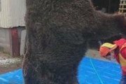 【画像】三毛別ヒグマと同体重300kgヒグマさん、さすがに令和だと生け捕りにされる