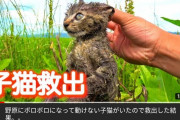 【朗報】タイピー日記さん、保護した子猫が死んだ一週間後にまた新しく猫を保護する…