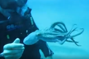 【動画】タコ、人間に懐いてしまうｗｗｗｗｗｗｗ