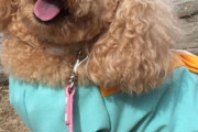 愛犬をトリミングサロンに連れて行ったら喉を刺されて殺された
