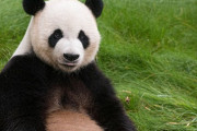 【衝撃画像】パンダさん、あまりにヒマすぎた結果ｗｗｗｗｗｗｗ
