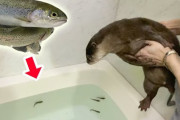 【動画】コツメカワウソの甘え方、あざとすぎる