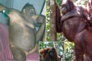【朗報】売春村で性奴隷として強制売春させられていた7歳のポニーちゃん(オラウータン)、無事保護される