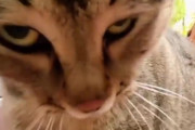 【動画】猫にGoPro付けた結果w w w w w w w w w w w w