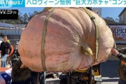米・加州で恒例！「巨大カボチャ」コンテスト開催(2021年10月12日)