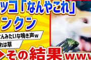 【2ch動物スレ】ネッコ「ブロッコリー？なんやそれ」ｸﾝｸﾝ