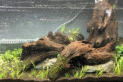 【画像】アクアリウム、水草の成長による水槽内の変化がすごい件