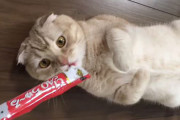飼い主がちゅ〜る出し渋ってくるのほんま腹立つよなｗｗｗ