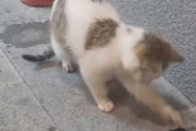 【悲報】猫さん、クワガタに喧嘩を売ってしまうｗｗｗｗｗｗｗｗｗｗｗｗｗｗｗ