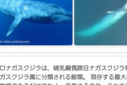 【朗報】地球史上最大の生物、〝シロナガスクジラ〟だった！！！！！！