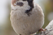 【悲報】スズメさん、寒すぎてパンパンに膨らんでしまうｗｗｗ