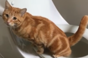 「猫用トイレなんてダサい」人間用の洋式トイレを使う猫