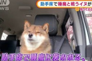 【動画】「眠い・・・でも・・・」助手席で“睡魔と戦う”イヌが話題(2021年5月26日)