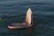 【GIF】クジラの飯の食い方がガチで怖い件について【※閲覧注意】