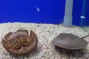 【動画】カブトガニ、お前らの100倍仲間思い