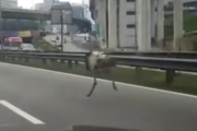 ダチョウさん、高速道路を高速で駆け抜ける