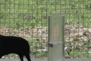 【GIF】動物ってすげええええええええええええ