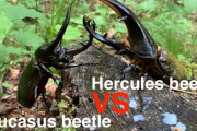 【動画】ジャパニーズカブトムシさん、強い