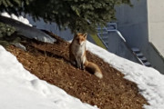 【画像】庭にキツネおったｗwｗ