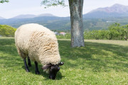 【凄いｗ】牧場から逃げた羊さん、狼に襲われても無事だった理由がこちらｗｗｗ（画像あり）