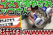 【2ch動物スレ】ネッコさん、アイスで冷やされる…ｷﾓﾁｲｲﾖ