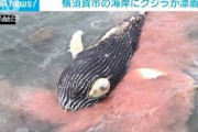 波打ち際にクジラ　横須賀の海岸で発見　すでに死亡(2021年10月16日)