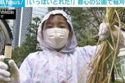 都心の公園で“稲刈り体験”子どもたちが元気に収穫(2021年10月17日)