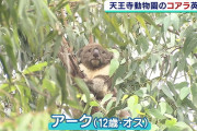 【驚愕】コアラさん、エサ代がやばすぎて大阪の動物園から消える…