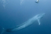 【画像】クジラ、でかすぎる