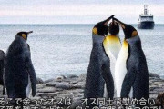 【画像】ペンギンの弱者オス、可哀想wwwwwwwwwwwwwwww