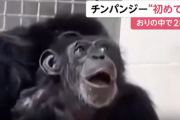 【動画】檻の中に28年閉じ込められたチンパンジー、産まれて初めて空を見る