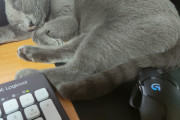 猫がマウスパッドを占領しててPC使えない