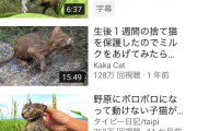 【朗報】動物保護系YouTuber、流行る