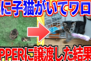 【2ch面白いスレ】VIPPERの庭に迷い込んだ子猫、スレにいたVIPPERに譲渡されるｗ【ゆっくり解説】