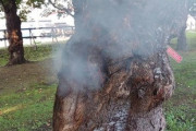 函館の五稜郭公園でボヤ騒ぎ。原因はヤニカスがサクラの幹にある穴へ突っ込んだタバコ