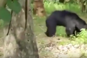 【動画】海外一般人さん、熊を集団リンチして狩猟することに成功ｗ